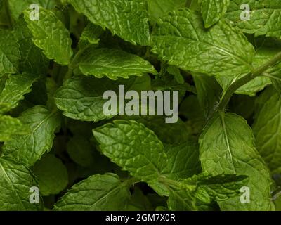 Primo piano full frame macro top view studio shot di menta verde fresco aka Mentha spicata foglie di pianta. Foto Stock