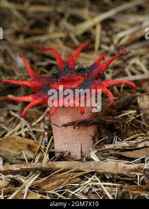 Stinkhorn fungus (musidiomycete fungus, anemone stinkhorn, Starfish fungus, Sea anemone fungus, Aseroe rubra). Rosso, odore di fallo, Queensland, Australia. Foto Stock