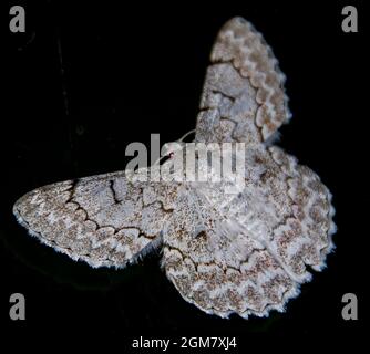 Falena bianca australiana di Looper, Pingasa Chlora. Grande falena con intricati motivi lacy su ali bianche, sfondo nero, Tamborine Mountain, Queensland Foto Stock