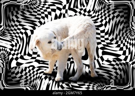 Cane che mordicchiava la coda contro surreali astratte curve in bianco e nero 3D. Foto Stock