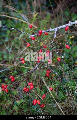 Capsule rosse di rosa canina viste in natura a fine estate. Foto Stock
