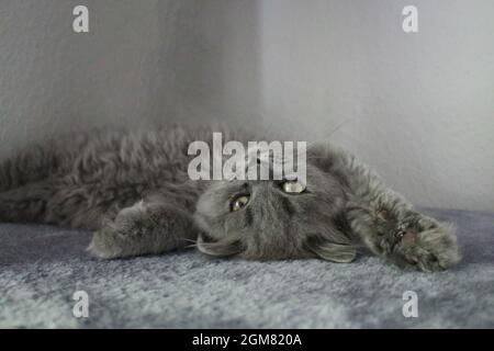 carino grigio britannico lungo capelli gattino siede sul palo graffiante Foto Stock
