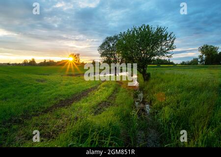 Bellissimo tramonto su un prato verde con alberi, Zarzecze, Polonia Foto Stock