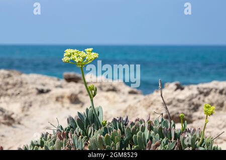 Kritmum fiori sulle spiagge sabbiose del Mar Mediterraneo da vicino. Israele Foto Stock