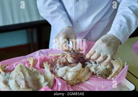 Esecuzione di necroscopia di pollame da veterinario. Dissezione post mortem Foto Stock