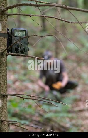 Camuffata Trail camera su albero di abete rosso cattura la fauna selvatica. Hunter sullo sfondo. Caccia, fauna selvatica e concetti di sorveglianza Foto Stock