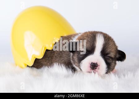 Divertente Pembroke gallese Corgi cucciolo cane seduto nell'uovo Isolato su sfondo bianco nelle vacanze di Pasqua