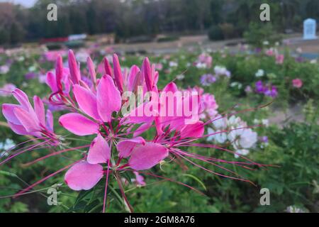 Rosa Cleome hassleriana fiore nel giardino specie di Cleome sono comunemente conosciuti come fiori di ragno Foto Stock