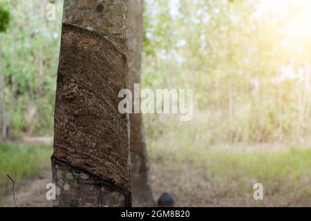 Superficie e consistenza picchiettando il lattice dall'albero di gomma Foto Stock