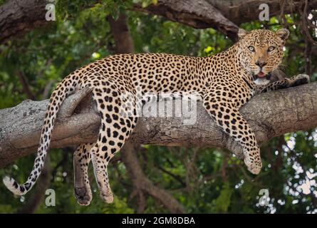 Leopardo maschile riposa su un ramo evitando il calore del sole africano nel Parco Nazionale Kruger. Foto Stock