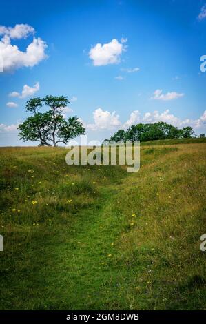 Figsbury Ring Iron Age Hill Fort vicino a Salisbury, Wiltshire, Regno Unito Foto Stock