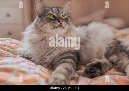 Il gatto soffice con gli occhi verdi si siede su un letto non zippato Foto Stock