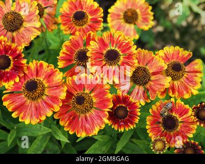 Fiori comuni di coperta di colore arancione e giallo chiaro Foto Stock