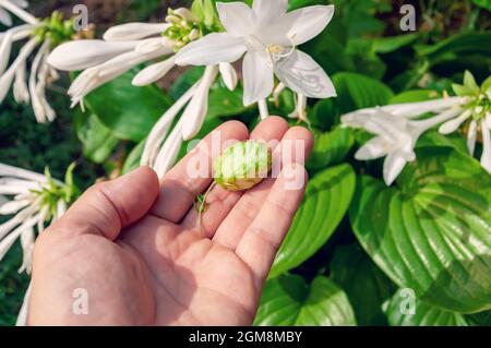 Luppolo verde in mano. Luppolo verde per birra. Uomo che tiene il luppolo fresco nelle sue mani. Foto Stock