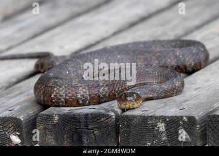 Prairieville, Michigan - Un serpente d'acqua settentrionale (Nerodia Sipedon) su un bacino di legno su un piccolo lago occidentale del Michigan. Foto Stock