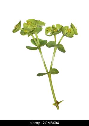 Portland Spurge - Euphorbia portlandica Foto Stock