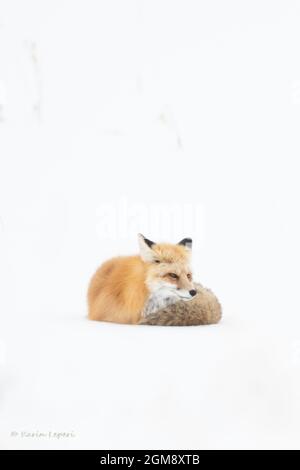 Volpe rossa (Vulpes vulpes) accovacciata di neve contro il freddo inverno di Yellowstone Foto Stock