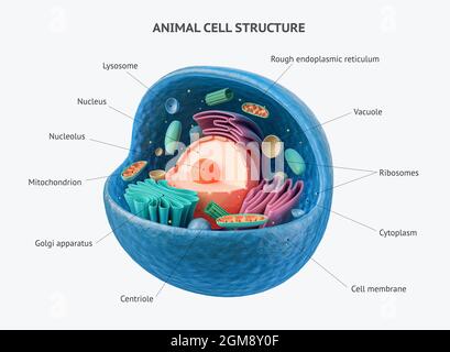 rappresentazione 3d di cellule animali biologiche con sezione trasversale di organelli isolata su bianco. Cella animale con annotazioni di testo inserite in tutti gli organelli Foto Stock