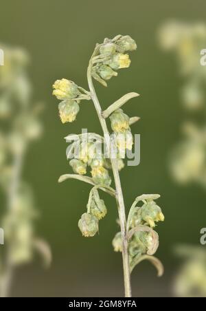 Dune Wormwood - Artemisia campestris ssp. maritima Foto Stock