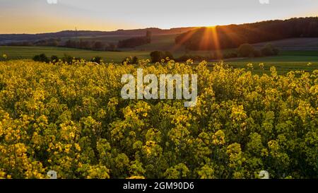 Vista panoramica del campo di colza giallo (Brassica napus) al tramonto in evning in Germania Foto Stock