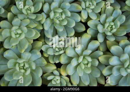 piante succulente all'aperto spesse, carnose e ingorgate, note come succulenti, deposito di acqua o mantenimento e purificanti di fondo di pianta dell'aria Foto Stock