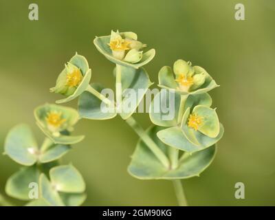 Portland Spurge - Euphorbia portlandica Foto Stock