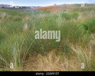 Dune Wormwood - Artemisia campestris ssp. maritima Foto Stock