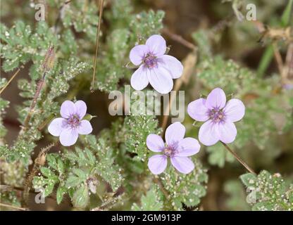 Sticky Stork's-Bill - Erodium lebelii aethiopicum Foto Stock