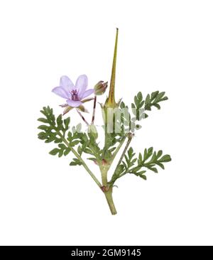 Sticky Stork's-Bill - Erodium aethiopicum (labelii) Foto Stock