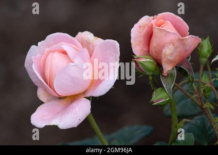 Rosa Regina di Svezia Foto Stock