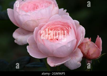 Rosa Regina di Svezia Foto Stock