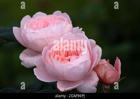 Rosa Regina di Svezia Foto Stock