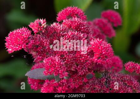 Hylotelephium "Red Cauli" Foto Stock