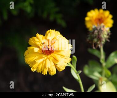 Calendula officinalis Bull's Eye Foto Stock