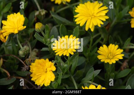 Calendula Power Daisy Sunny Foto Stock