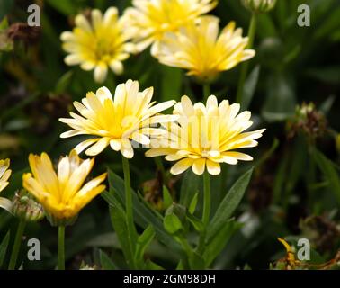 Calendula Power Daisy Sunny Foto Stock