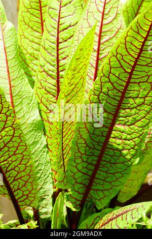 Foglie verdi con vene rosse scure del sangue orleino rosso pianta rumex sanguineus Foto Stock