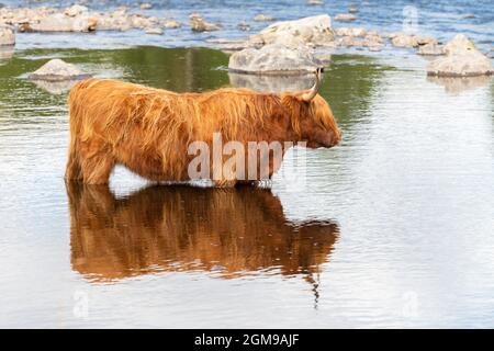 Mucca delle Highland in piedi nel fiume in Highlands scozzesi, Glen Lyon, Scozia, Regno Unito Foto Stock