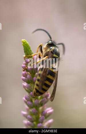 Comune Wasp (Vespula vulgaris) su Veronicastrum Foto Stock