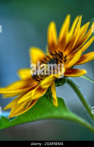 Un'ape o un bumblebee raccoglie il polline da un fiore di girasole Foto Stock