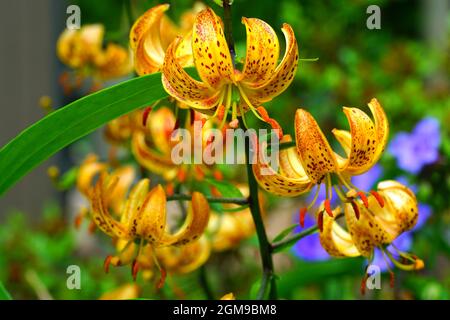 Arancio e nero Tiger Lily fiore in estate Foto Stock