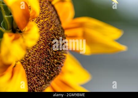 Primo piano di un fiore di girasole Foto Stock