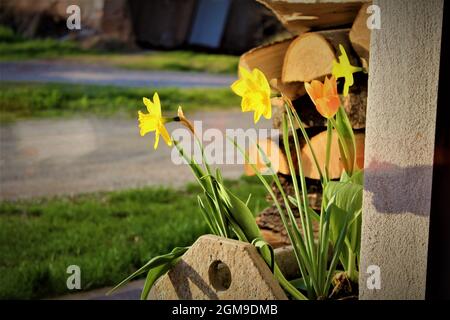 Naffodils gialli in campagna Foto Stock