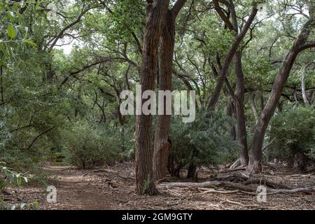 Percorri gli alberi lungo la bosque nel Rio Grande Valley state Park, Albuquerque, New Mexico Foto Stock