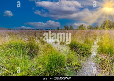 Paesaggio paludoso con grumi verdi di erba viola di Moor, Molinia caerulea, nell'acqua sullo sfondo del cielo con nuvole sparse e raggi solari Foto Stock