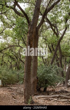 Percorri gli alberi lungo la bosque nel Rio Grande Valley state Park, Albuquerque, New Mexico Foto Stock