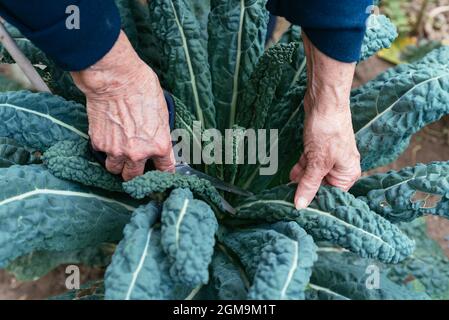 Giardiniere che raccoglie foglie di nero di Toscana kale. Foto Stock