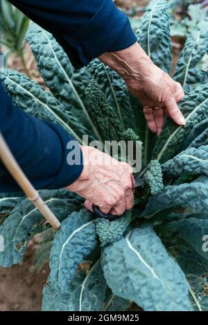 Giardiniere che raccoglie foglie di nero di Toscana kale. Foto Stock