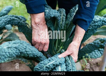 Giardiniere che raccoglie foglie di nero di Toscana kale. Foto Stock