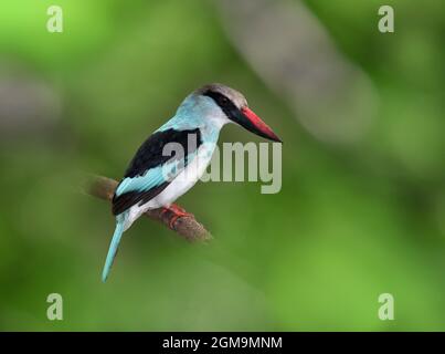 Kingfisher alla brace - Halcyon malimbica Foto Stock